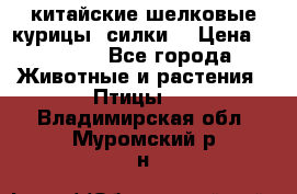 китайские шелковые курицы (силки) › Цена ­ 2 500 - Все города Животные и растения » Птицы   . Владимирская обл.,Муромский р-н